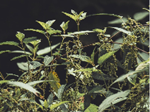 Rhodiola Rosea (SHR-5®)